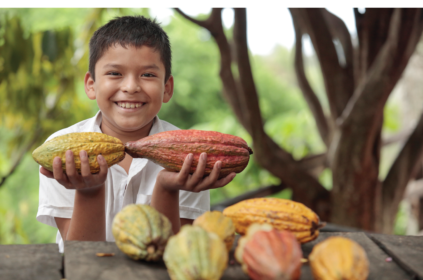 Oscar David Jim nez, Escamilla, 8, is the youngest son of Farm Manager Juan Jim nez  He sows Cocoa pods his family helps to grow on Zacapas family Finca Concepci n Cocoa Farm in Berl n, Usulut n, El Salvador   Lutheran World Relief is a member of the El Salvador Cocoa Alliance consortium It is helping to revitalize the cacao value chain in El Salvador by creating partnerships among private companies, government institutions, research organizations, academic institutions and producers  organizations to shape public policy, generate research and create incentives that support farmers 