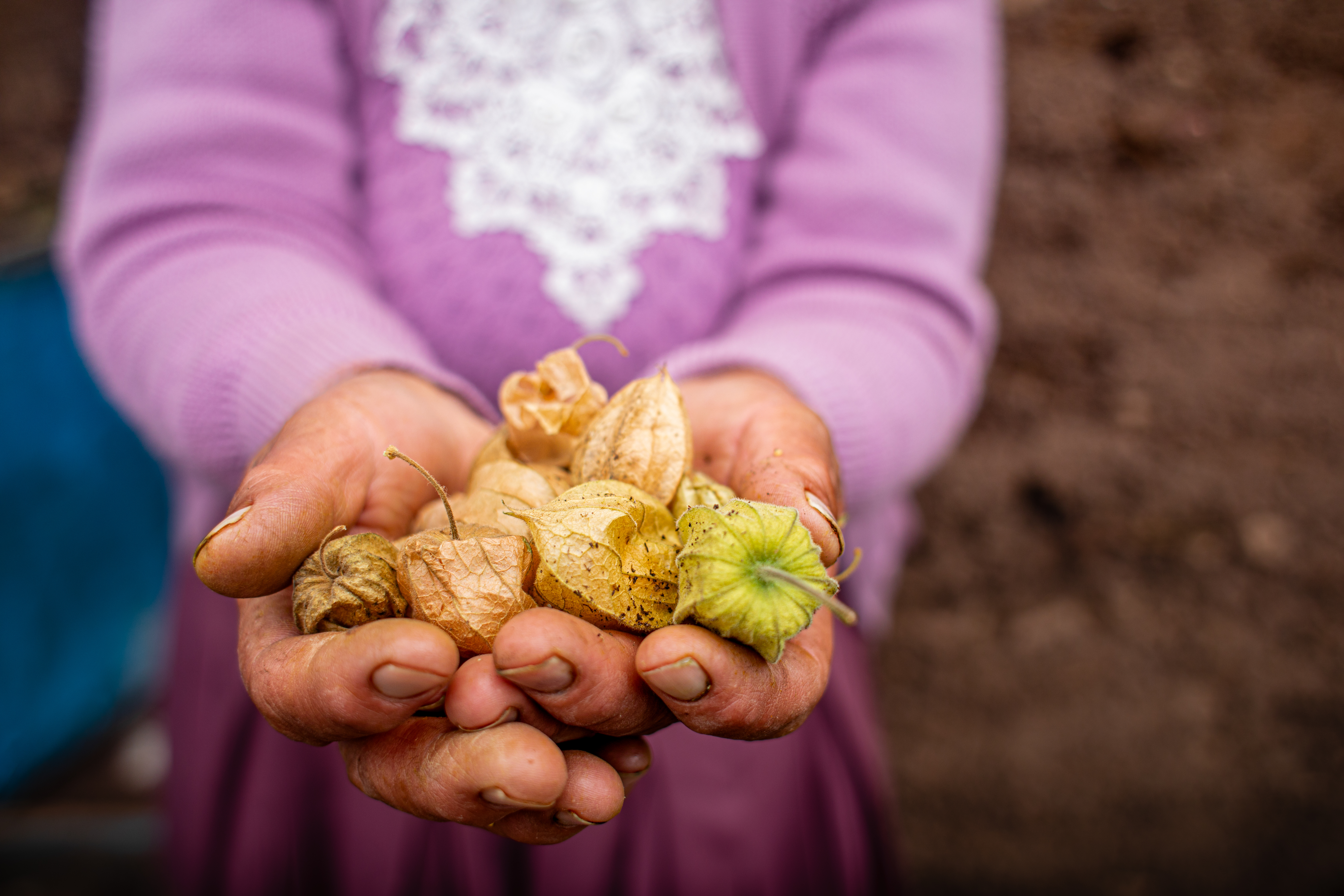 A woman holding golden berries that she grows in her greenhouse on the farm.