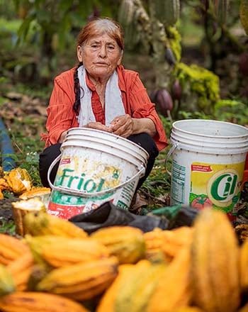 Bernardina deseeding her cocoa plants