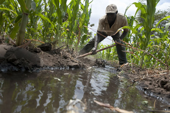 Farmer hoeing crops