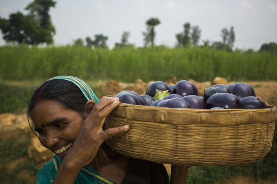 Woman carrying basket of eggplants