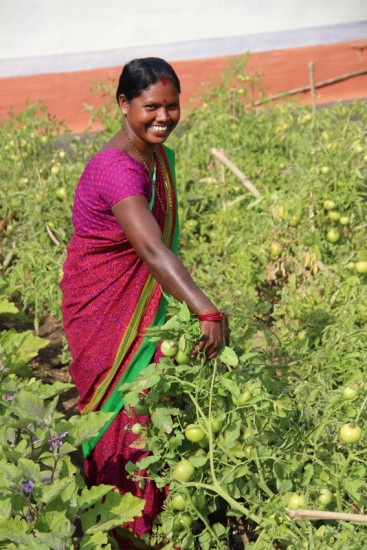 Sarita Maraudi shows off her winter tomatoes, made possible by her village’s new pump irrigation system. Tomatoes in January/ February will fetch Sarita and others in her SHG a good price since the local markets are not flooded with them. Pictured: Sarita Marandi shows off her tomatoes, which she can grow in the winter bc of irrigation. She will get a better price at the market for them since she will be selling them outside of their typical season. The SHG in Dokdar has been able to successfully cultivate previously barren land thanks to their new pump irrigation system. Irrigation also lets them grow crops outside of the monsoon season, so they have year-round food security. Because of the improved farming practices and technologies introduced to Dokdar, their annual yields have increased so significantly that fewer men have to migrate for work and can stay to help farm.