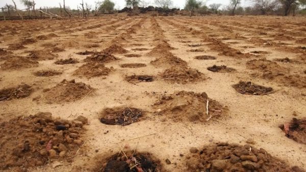 These zai pits in Burkina Faso effectively deliver rain and nutrients to seeds to help grow crops more efficiently in dry areas.