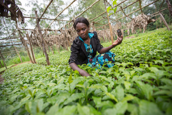 Community Knowledge workers help fellow farmers troubleshoot problems and use better agriculture techniques.