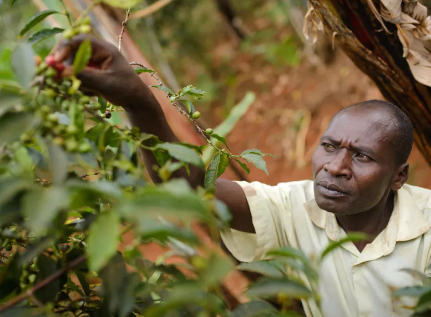 Strengthening coffee livelihoods and markets