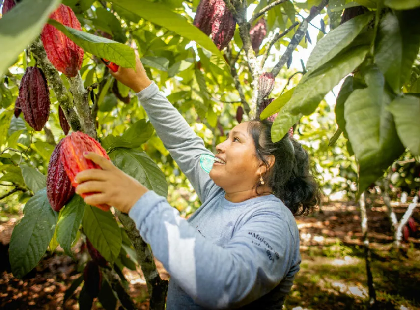 Advancing cocoa farmers and market opportunities