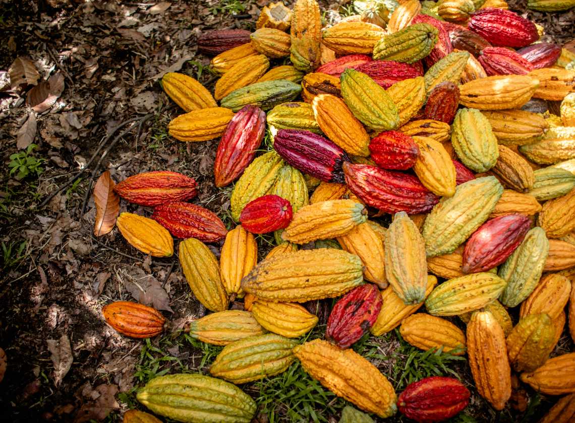 TRACE: Strengthening Nigeria's cocoa value chain