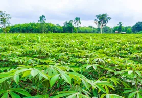 USDA Allocates $29.8 Million to Lutheran World Relief for Food Security Advancement in Togo