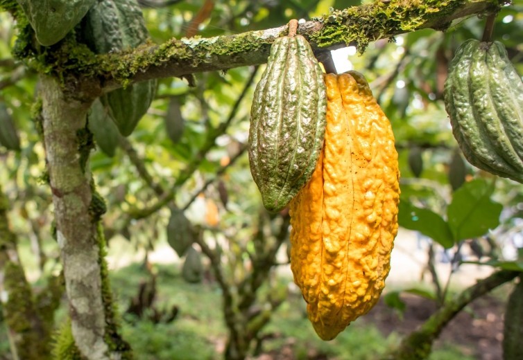 Lutheran World Relief received $2.3 million to promote specialty cacao farming in Peru’s VRAEM region