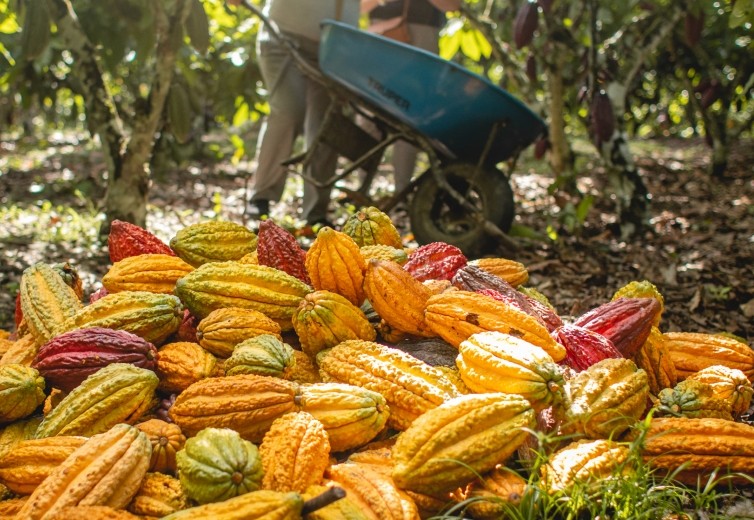 Lutheran World Relief and JCOCO from Seattle Chocolate Company partner to transform lives — and the status quo — through chocolate