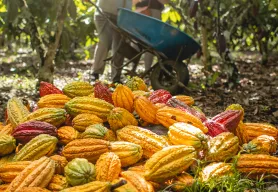 Lutheran World Relief and JCOCO from Seattle Chocolate Company partner to transform lives — and the status quo — through chocolate