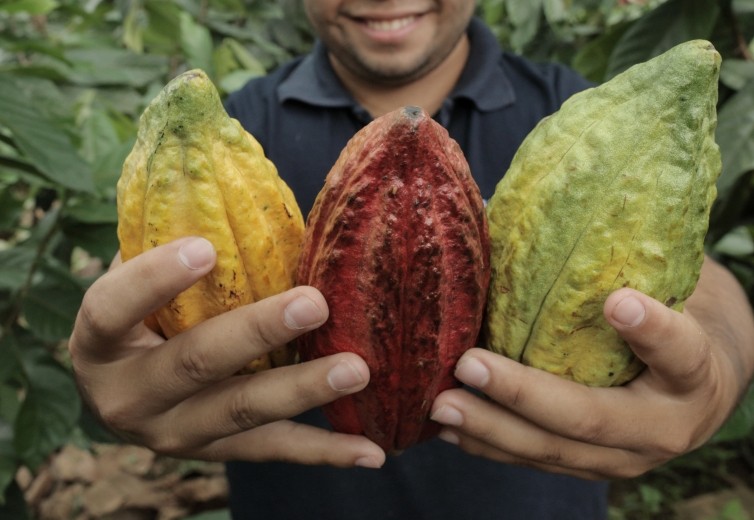 3 reasons why we care about cocoa