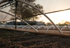 Elevated risks and forced migration: The impacts of climate change on coffee farmers 