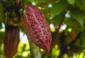 Lutheran World Relief expands coffee and cocoa portfolio with new project, new partners in Honduras