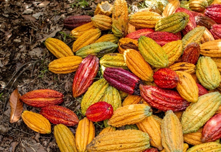 USDA taps Lutheran World Relief for $21.3 million USDA Food for Progress project to improve Nigeria cocoa value chain