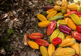 USDA taps Lutheran World Relief for $21.3 million USDA Food for Progress project to improve Nigeria cocoa value chain