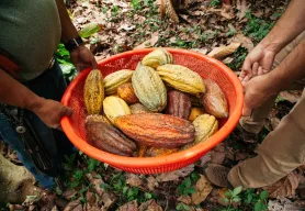 Lutheran World Relief partners with TechnoServe in new Latin American initiative to increase Ecuadorian cocoa productivity