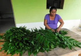 This Lent, choose Eco-Palms! They deliver hope for the hands that harvest them