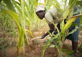 Lutheran World Relief responds to critical food needs  in West Africa’s Sahel