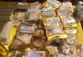 Drissa’s land has come back to life with a bumper crop of sesame