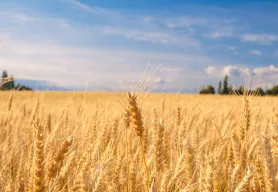 Lutheran Disaster Response and Lutheran World Relief partner to support farmers and families in newly liberated areas of Ukraine 