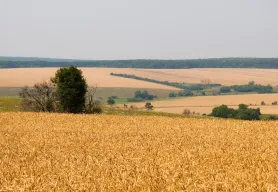 Corus launches project to support agricultural livelihood recovery in Ukraine  