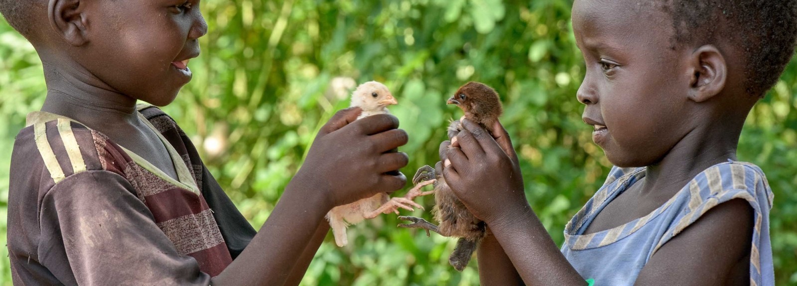 Two children hold chicks.