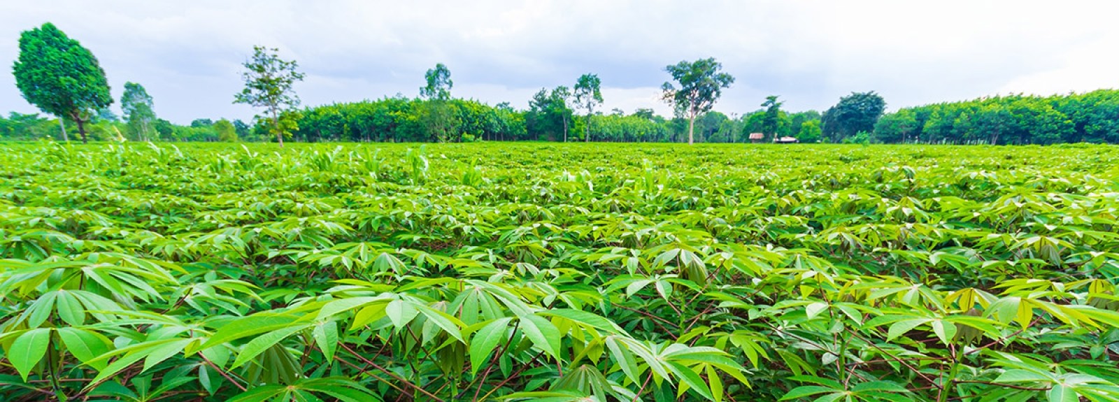 Cassava field
