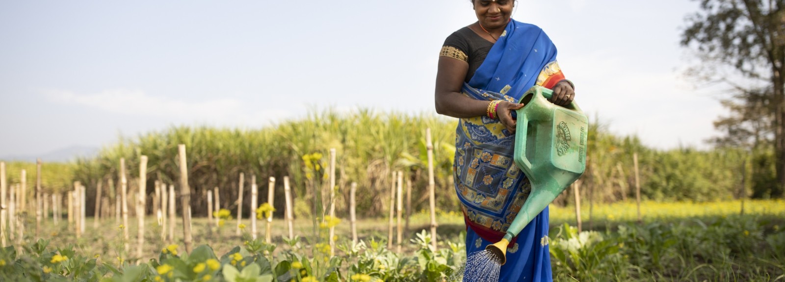 Part of Lutheran World Relief’s Transboundary Flood Resilience Project, Bimala Gupta waters her onion crop on her farm in Nawalparasi District, Nepal. (Jake Lyell for LWR)