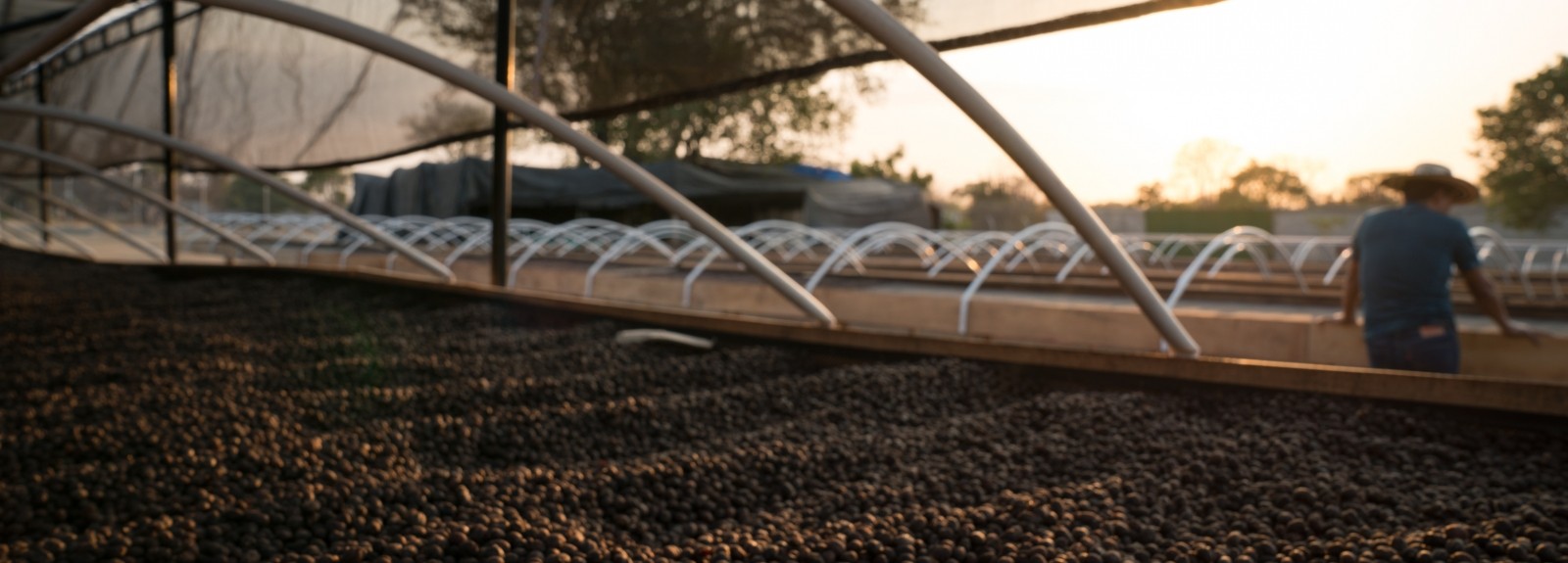 Coffee dries on elevated beds as farmer in a hat with his back to the camera looks over a bed