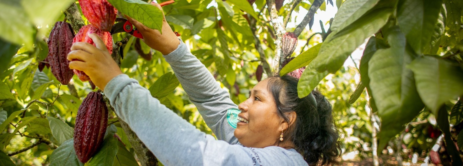 Lutheran World Relief builds capacity and promote women's empowerment in cocoa in Peru.