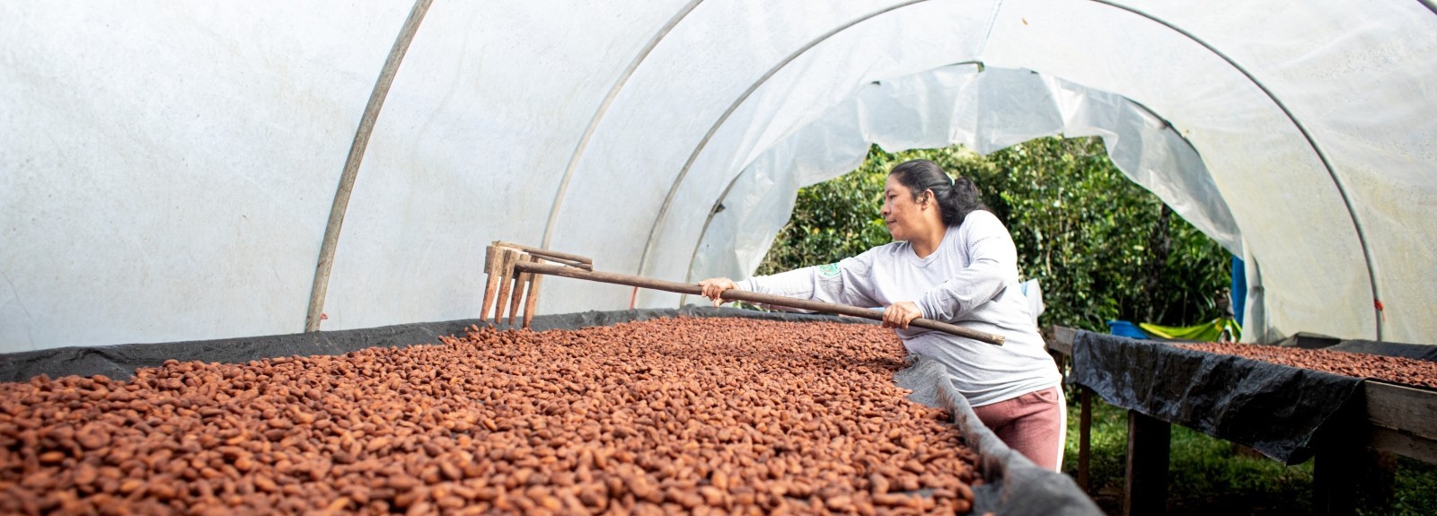Woman rakes drying cocoa beans 