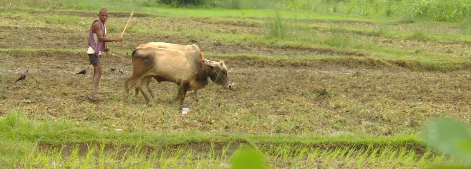A farmer preparing his field for paddy transplantation at Saptari, Nepal. (Photo by Rakesh Shah, Lutheran World Relief)