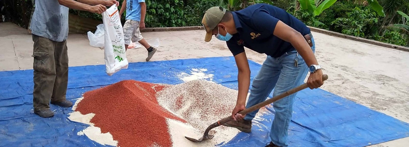 Man in navy blue shirt and light blue mask shovels coffee beans 