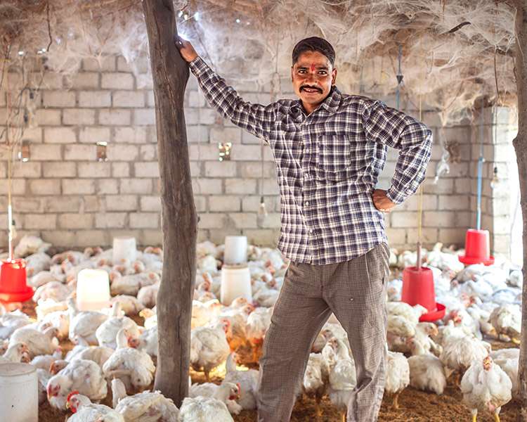 Livestock as a lifeline in disaster  
