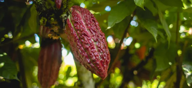 Lutheran World Relief expands coffee and cocoa portfolio with new project, new partners in Honduras