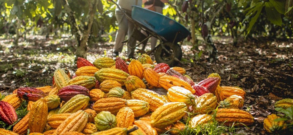 Lutheran World Relief and JCOCO from Seattle Chocolate Company partner to transform lives — and the status quo — through chocolate