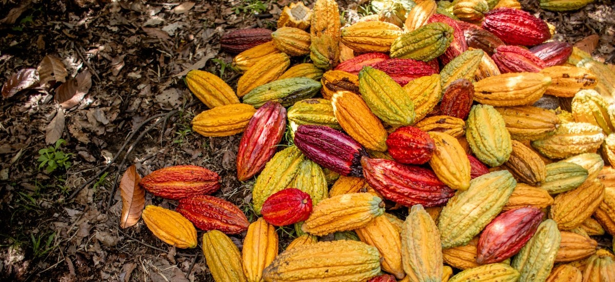 USDA taps Lutheran World Relief for $21.3 million USDA Food for Progress project to improve Nigeria cocoa value chain