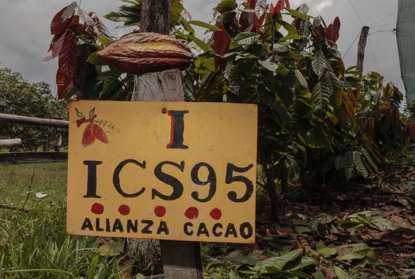 Detail of cocoa varieties being grafted in La Casona clonal gardens in the municipality of Ciudad Barrios in eastern El Salvador. Photo by Oscar Leiva for LWR