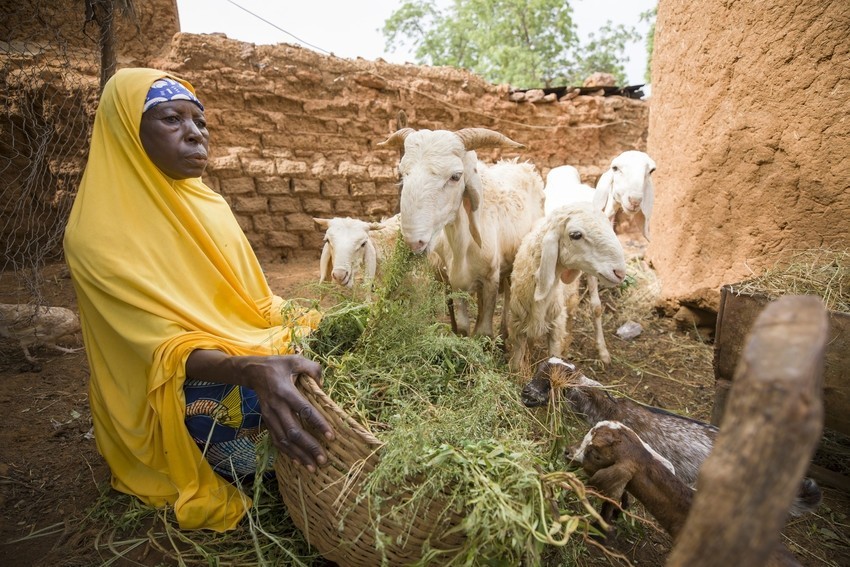 Tabizou Mahamadou (55), shown here feeding a sheep at her home in Tahoua Region, Niger, has benefitted from sheep fattening and selling initiatives under the 12/12 Alliance project Alliance 12/12 Project - Niger, West Africa. (Photo by Jake Lyell for Lutheran World Relief.)