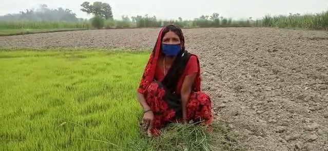 Ramratiya Devi wears a mask while prepping the paddy field for cultivation.