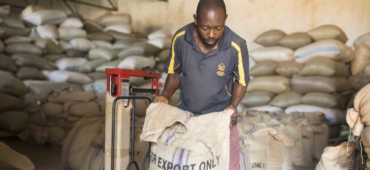 Running a mill is physically strenuous but is an important initial step to ensure coffee beans can develop the full flavor that you know and love.