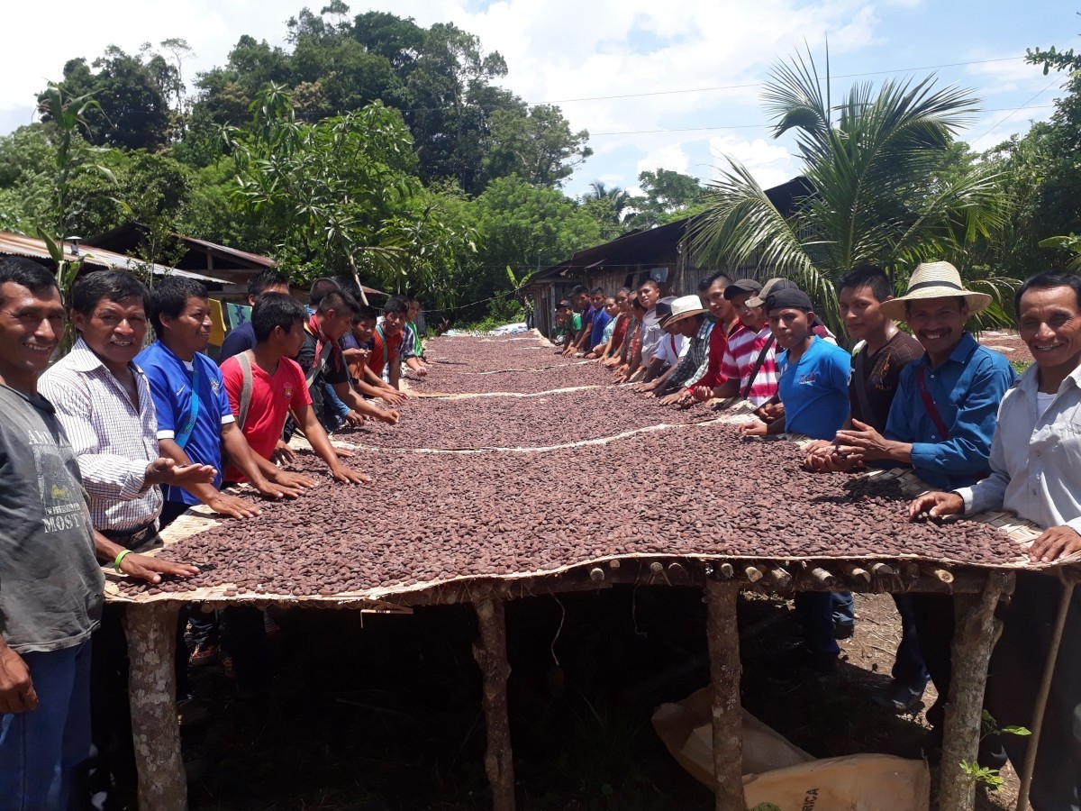 A large group of community members stand on either side of long tables where cocoa is drying in the sun