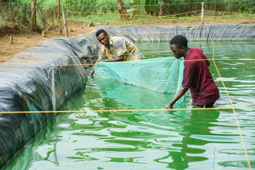 Two young men stand in a man-made pond holding a net to capture catfish. 