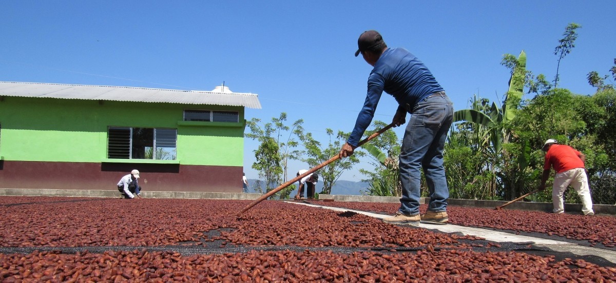 A young man moves dried cacao beans with a rake in the courtyard of a cacao processing center.