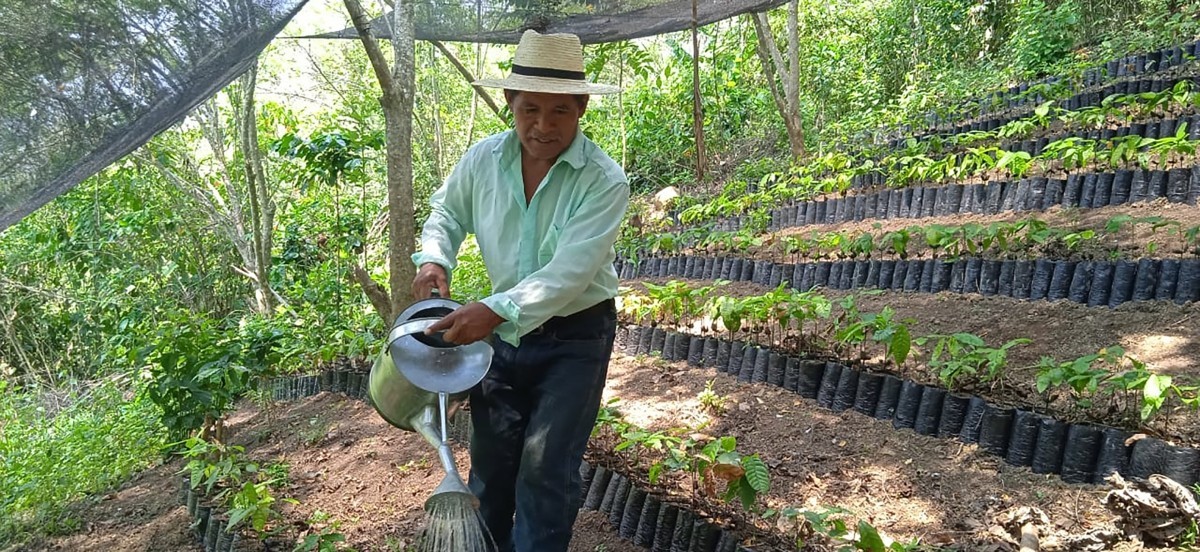 A cacao farmer holding a watering can is pouring water on rows of small cacao plants in a plant nursery.