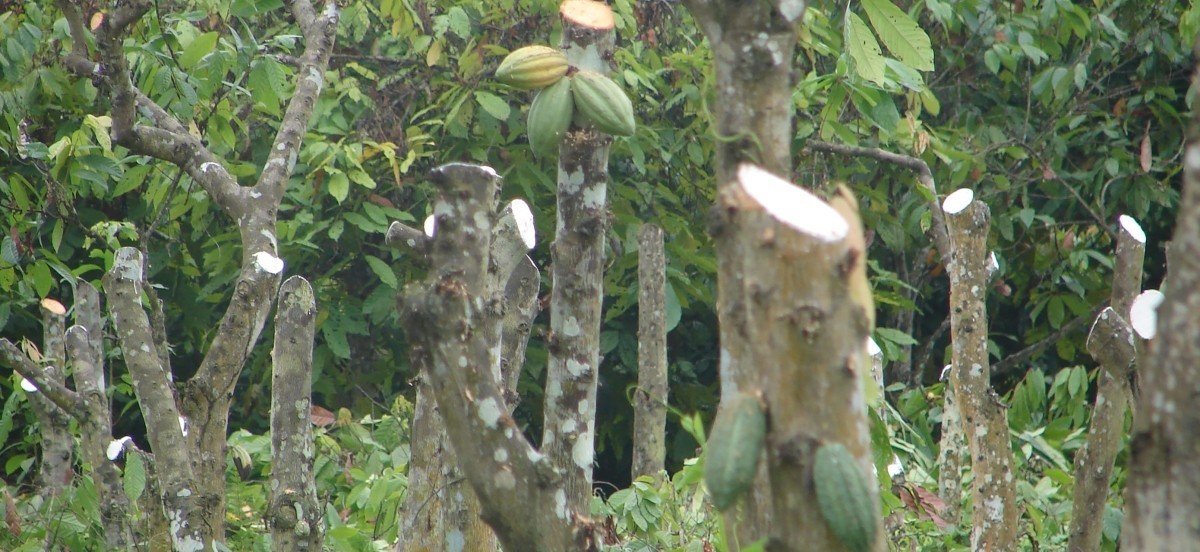 Pruned cacao trees in Guayas, Ecuador