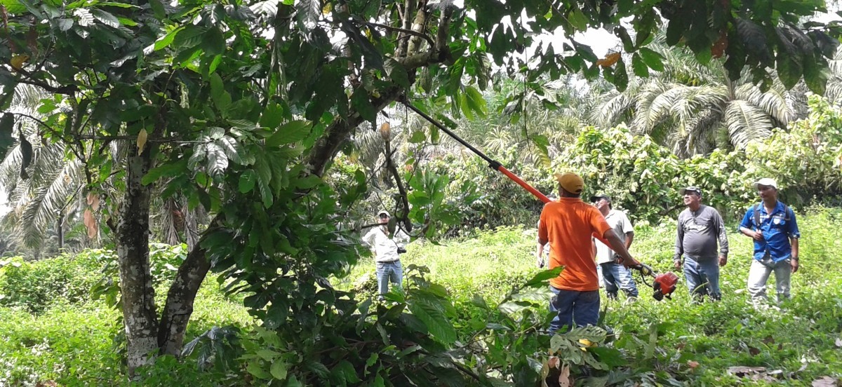 A large cacao tree in the foreground is being trimmed by a cacao farmer while other farmers watch nearby