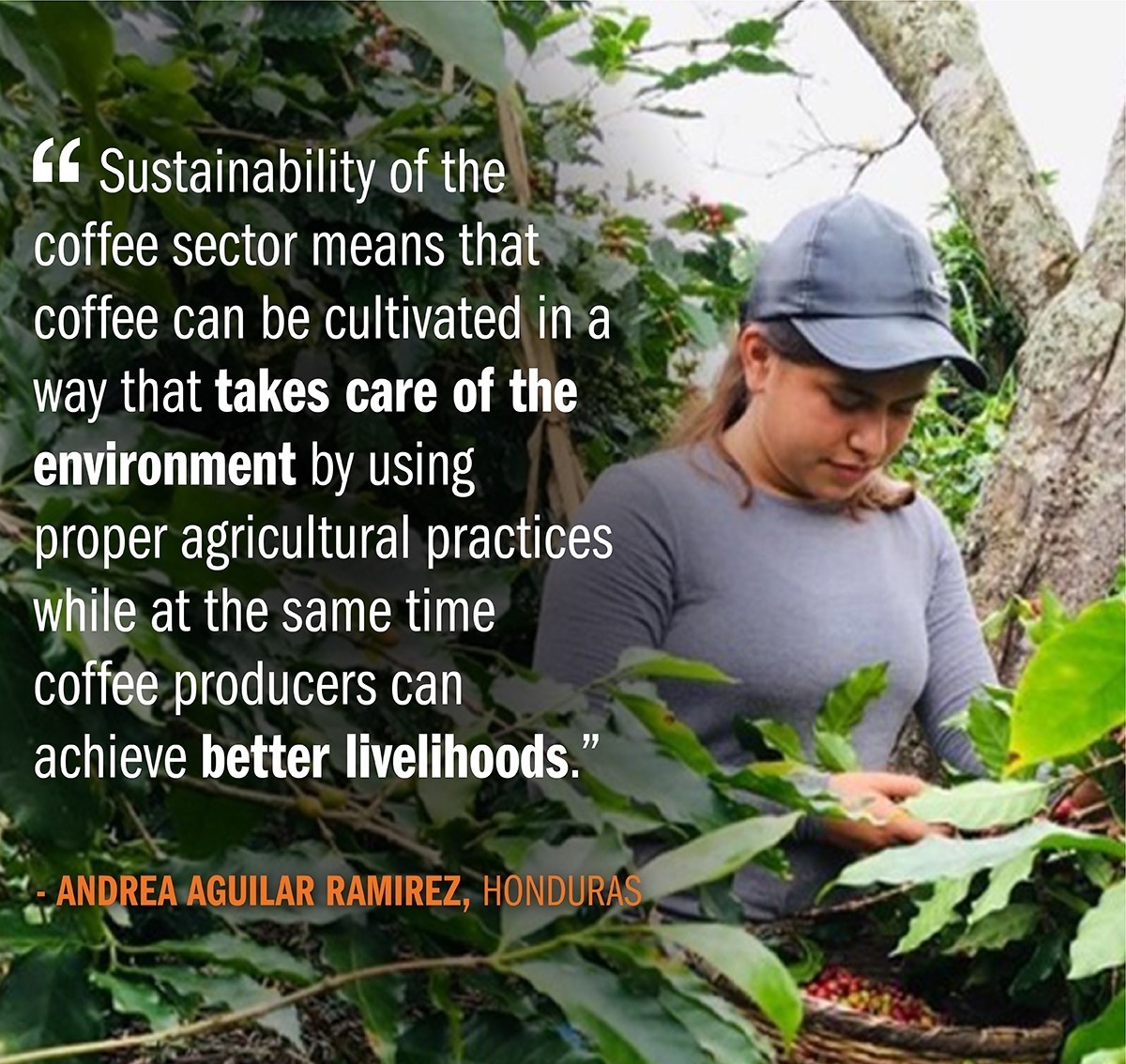 Photo of Honduran coffee farmer harvesting coffee with a quote overlaid