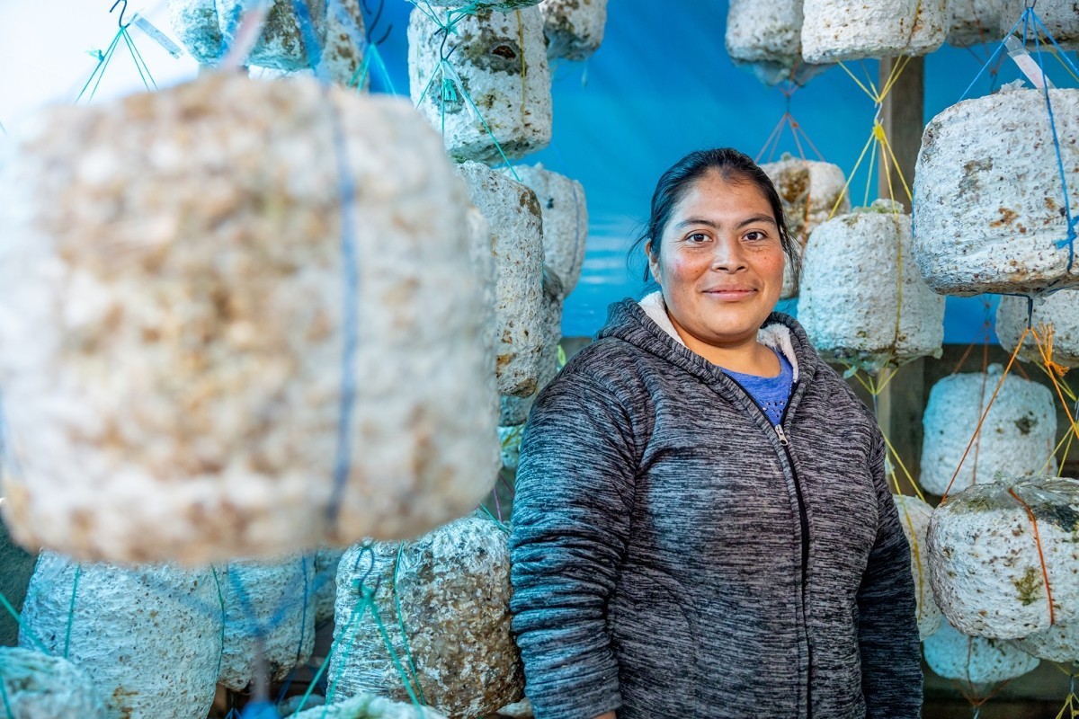 A Guatemalan woman in a grey zip up sweater stands with hanging oyster mushroom planting pods around her against a blue backdrop